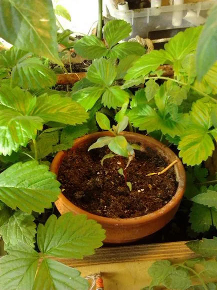Cultivarea grădină moșmon