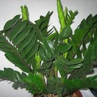 fertilizării foliare plante de interior, înflorită-blog (foliară) fertilizării foliare plante de interior, flori-blog