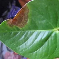 fertilizării foliare plante de interior, înflorită-blog (foliară) fertilizării foliare plante de interior, flori-blog