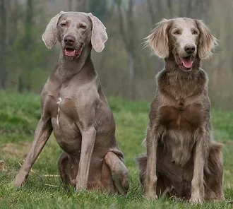 Totul despre animale - Weimaraner, Totul despre animale