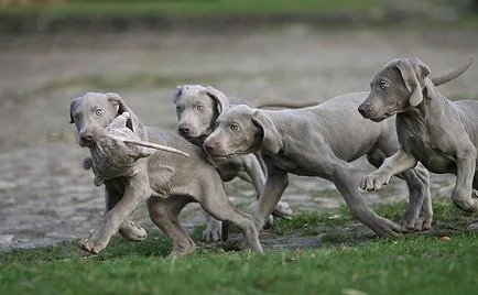 Totul despre animale - Weimaraner, Totul despre animale