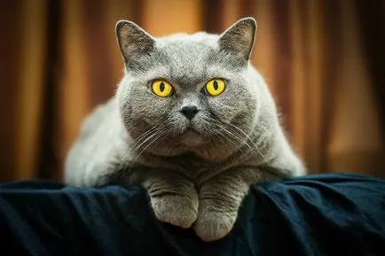 Natura și obiceiurile de pisici fotografie britanic