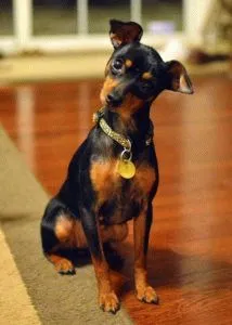Sacadată în miniatură Pinscher