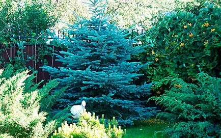 Coniferele în amenajare a teritoriului - sfaturi cu privire la design de gradina