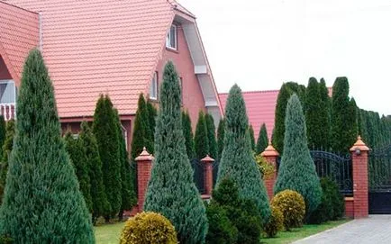 Coniferele în amenajare a teritoriului - sfaturi cu privire la design de gradina