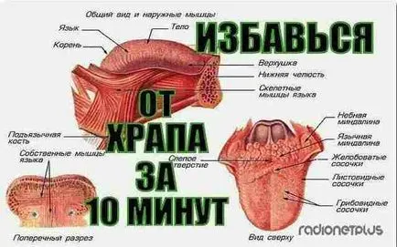 Sforăitul la bărbați și femei - cum să eliminați rapid sforăitului prin remedii populare