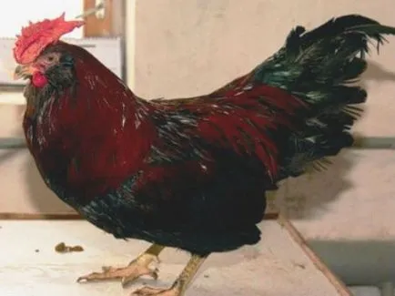 Ou rasa de pui în România