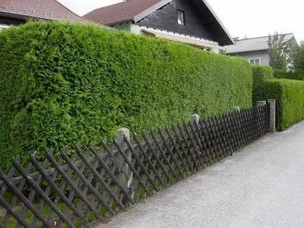 Coniferele în fotografii de grădină și de design și idei cu exemple de utilizare de conifere (gradina) Coniferele în fotografii de grădină și de design și idei, cu exemple de utilizare de conifere