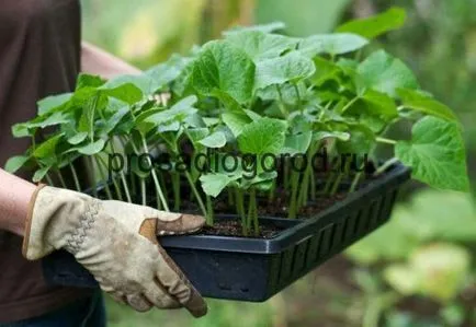 Loturi în grădină să crească de la plantare, foto și video