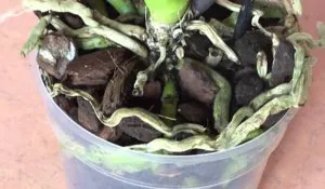 Cum să aibă grijă de sfaturi cultivatorii de orhidee (de ingrijire) Cum să aibă grijă de cultivatorii de orhidee sfaturi