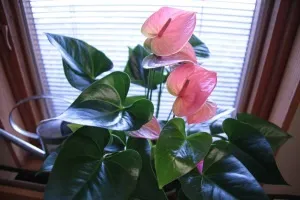 Cum să aibă grijă de anthurium la domiciliu