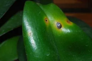 Cum să aibă grijă de sfaturi cultivatorii de orhidee (orhidee) Cum să aibă grijă de cultivatorii de orhidee sfaturi