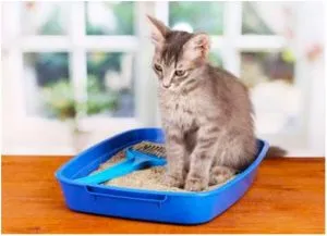 Cum să luați o pisică după sterilizare 1 (îngrijire) Cum să luați o pisică după sterilizare 1