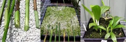 Cum să aibă grijă de sfaturi cultivatorii de orhidee (orhidee) Cum să aibă grijă de cultivatorii de orhidee sfaturi