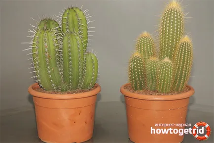 Cum să aibă grijă de un cactus in casa (daca este nevoie de îngrășăminte cactus) Cum să aibă grijă de un cactus in casa