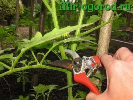 Cum să aibă grijă de tomate pentru o recoltă bună