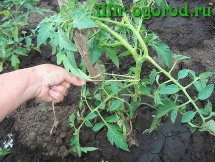 Cum să aibă grijă de tomate pentru o recoltă bună