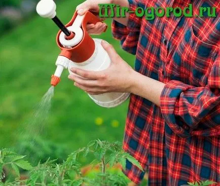 Cum să aibă grijă de tomate pentru o recoltă bună