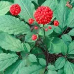 Ginseng proprietăți și contraindicații utile (contraindicații) Ginseng proprietăți utile și contraindicații