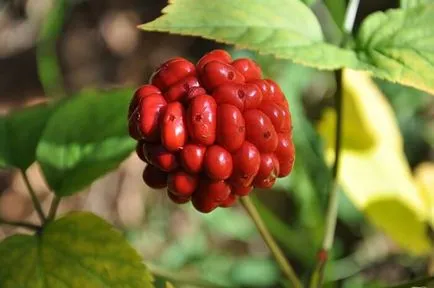 Ginseng proprietăți și contraindicații utile (proprietăți) Ginseng proprietăți utile și contraindicații