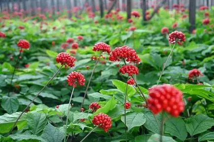 Ginseng proprietăți și contraindicații utile (proprietăți) Ginseng proprietăți utile și contraindicații