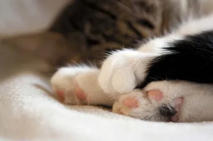 Revista fiecare (pisica), în octombrie 2016, un prieten - site-ul portal pentru iubitorii de animale de companie