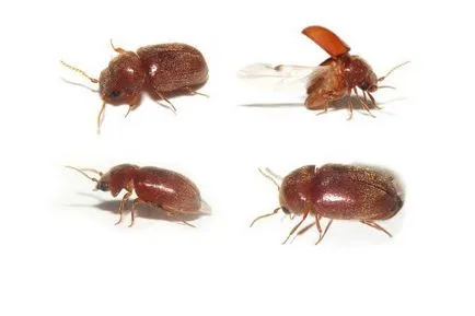 Bug-uri în făină și cereale, ca să scape de (fotografii)