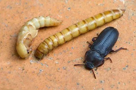 Bug-uri în făină și cereale, ca să scape de (fotografii)