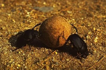 scarabeul și valoarea mascota (valoarea) Scarab gândac, iar valoarea acestui talisman