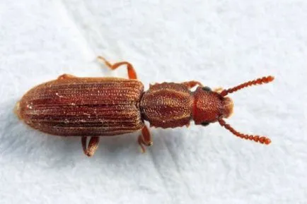 Bug-uri în făină și cereale, ca să scape de (fotografii)