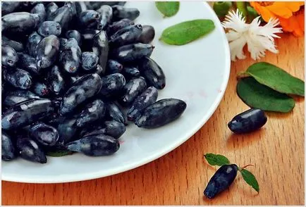 Honeysuckle 6 rețete de congelare în timpul iernii în congelator - susekam (caprifoi) Honeysuckle 6 rețete pentru înghețării de iarnă în congelator - susekam
