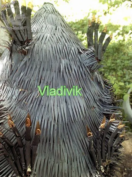Zhik de sticle din plastic, sticle din arici (sticle) Zhik din sticle de plastic, ariciul din sticle