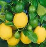 Știu totul despre lămâie și condițiile de cultivare interioară în casă