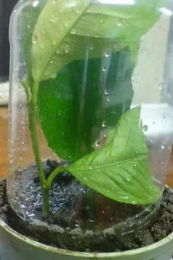 Știu totul despre lămâie și condițiile de cultivare interioară în casă