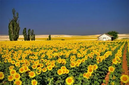 Peisaje cu mâinile lor