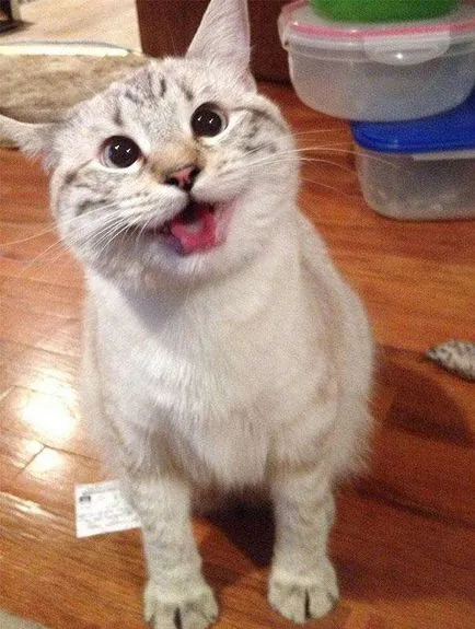 pisici zâmbet