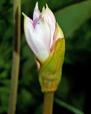 De ce nu infloreste Amaryllis