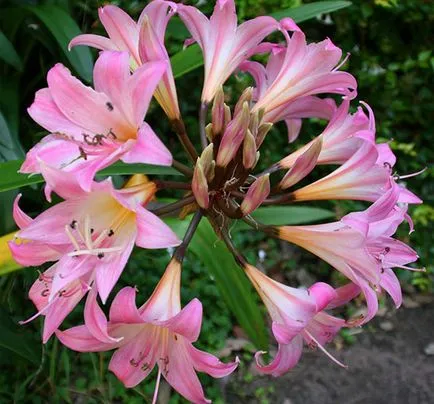 De ce nu infloreste Amaryllis