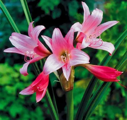 De ce nu infloreste Amaryllis