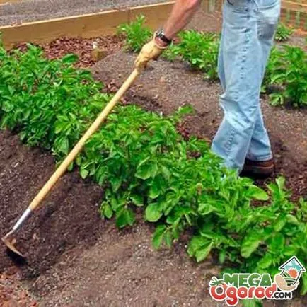 Cultivarea udare