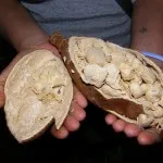 baobab-l