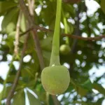 baobab-l