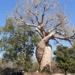 baobab-l