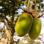 baobab-l