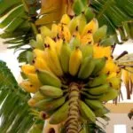 baobab-l
