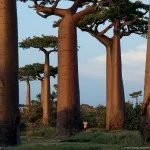 baobab-l