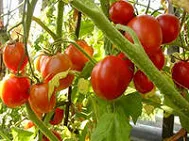 Cum de a vinde tomate Cum de a vinde tomate