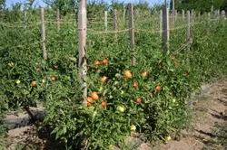 Cum de a vinde tomate Cum de a vinde tomate