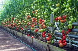 Cum de a vinde tomate Cum de a vinde tomate