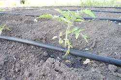 Cum de a vinde tomate Cum de a vinde tomate